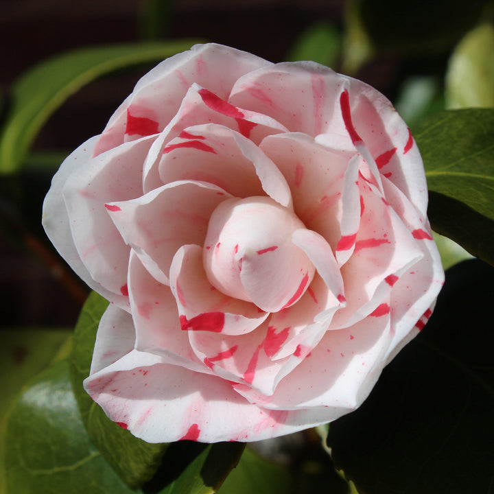 Camellia japonica 'Amanecer de abril' ~ Camelia del amanecer de abril