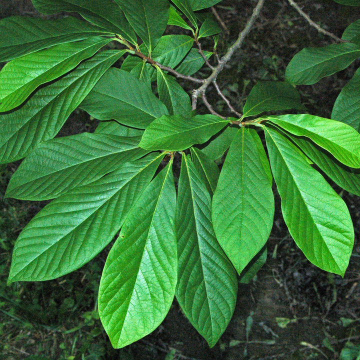 Asimina triloba ~ Common Pawpaw, Tall Pawpaw