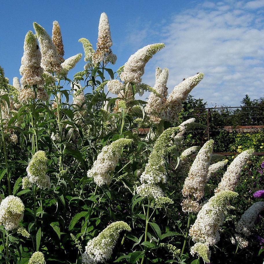 Buddleia davidii 'White Profusion' ~ White Profusion Butterfly Bush