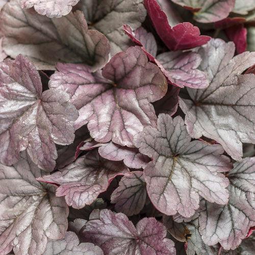 Heuchera 'Silver Gumdrop' PP29207 ~ Dolce® Silver Gumdrop Heuchera