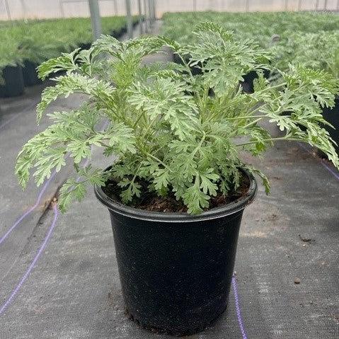 Artemisia x 'Powis Castle' ~ Powis Castle Artemisia