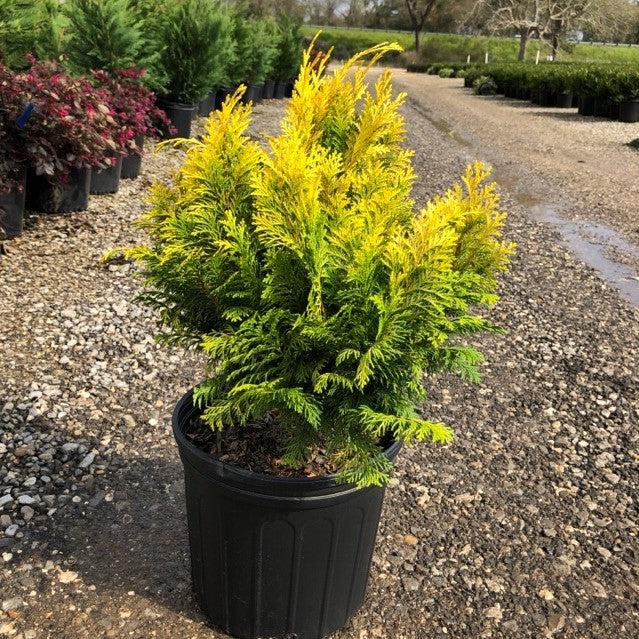 Chamaecyparis obtusa 'Crippsii' ~ Golden Hinoki False Cypress