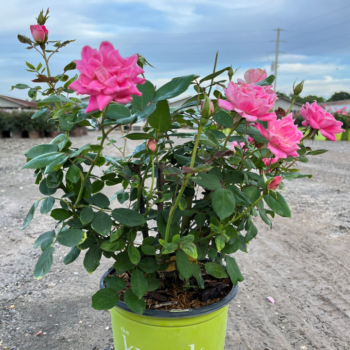 Rosa ‘Radtkopink’ PP 18,507 ~ Double Pink Knock Out® Rose