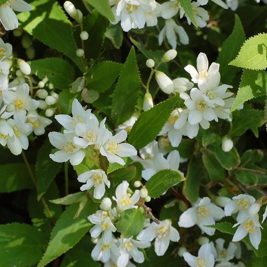 Deutzia gracilis 'Nikko' ~ Dwarf Nikko Deutzia