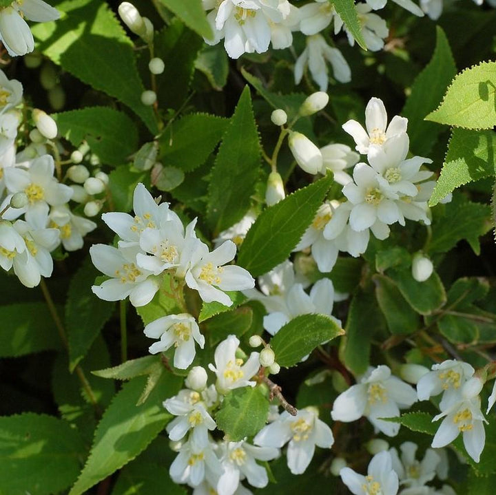 Deutzia gracilis 'Nikko' ~ Dwarf Nikko Deutzia