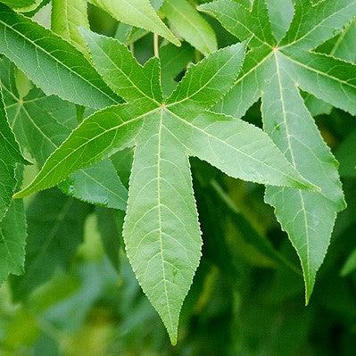 Liquidambar styraciflua 'Hapdell' ~ Happidaze Seedless Sweetgum