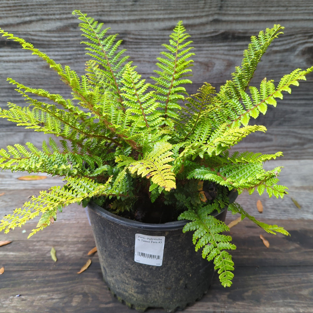 Polystichum polyblepharum ~ Tassel Fern