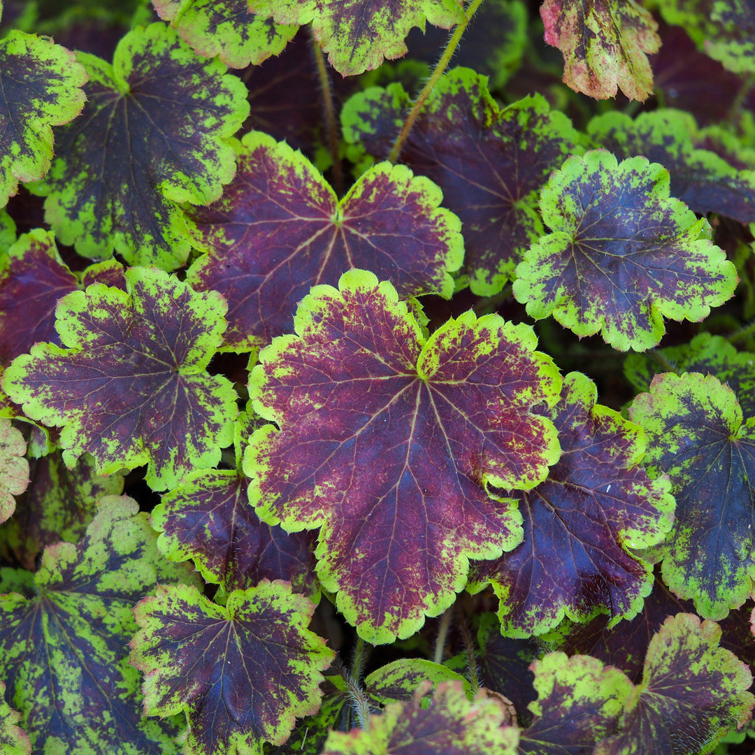 Heucherella 'Solar Eclipse' ~ Solar Eclipse Foamy Bells