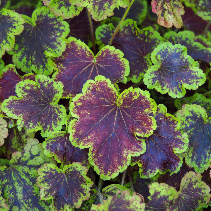 Heucherella 'Solar Eclipse' ~ Solar Eclipse Foamy Bells