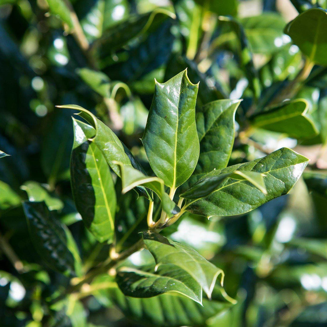 Ilex opaca 'Greenleaf' ~ Acebo americano de hoja verde 