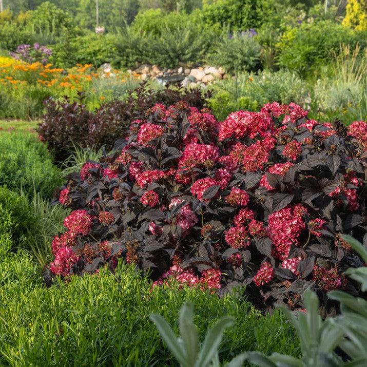 Hydrangea macrophylla 'Bailmacseven' ~ Eclipse® Hydrangea