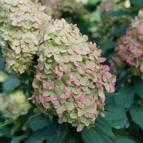 Hydrangea paniculata 'SMNHPPH' ~ Proven Winners® Limelight Prime® Hydrangea