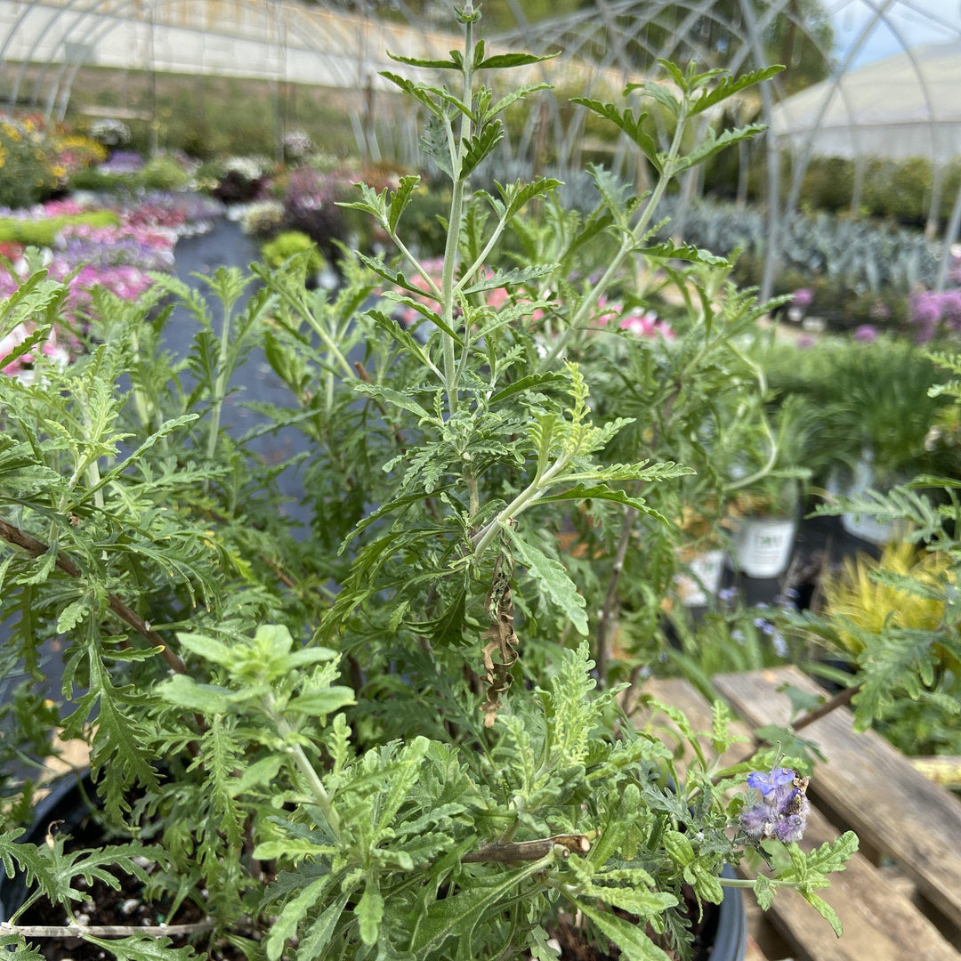 Perovskia atriplicifolia ‘Denim ‘N Lace’ ~ Denim 'N Lace Russian Sage