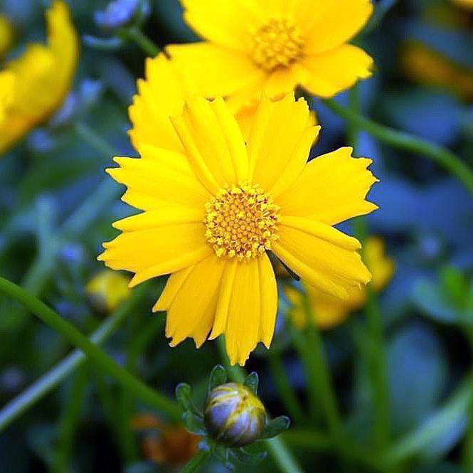 Coreopsis auriculata 'Nana' ~ Dwarf Tickseed