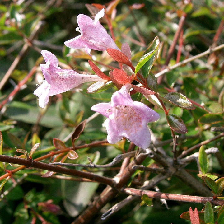 Abelia 'Edward Goucher' ~ Edward Goucher Abelia