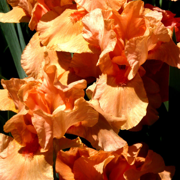 Iris germanica 'Many Mahalos' ~ Many Mahalos Bearded Iris
