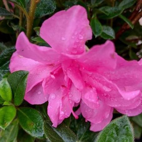 Rododendro 'Roblec' ~ Encore® Autumn Carnation™ Azalea