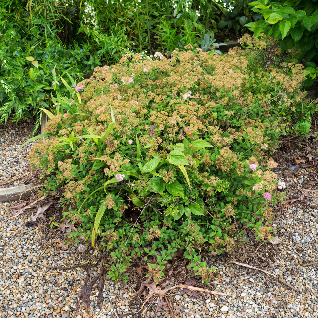 Spiraea japonica 'Pequeña Princesa' ~ Pequeña Princesa Spirea