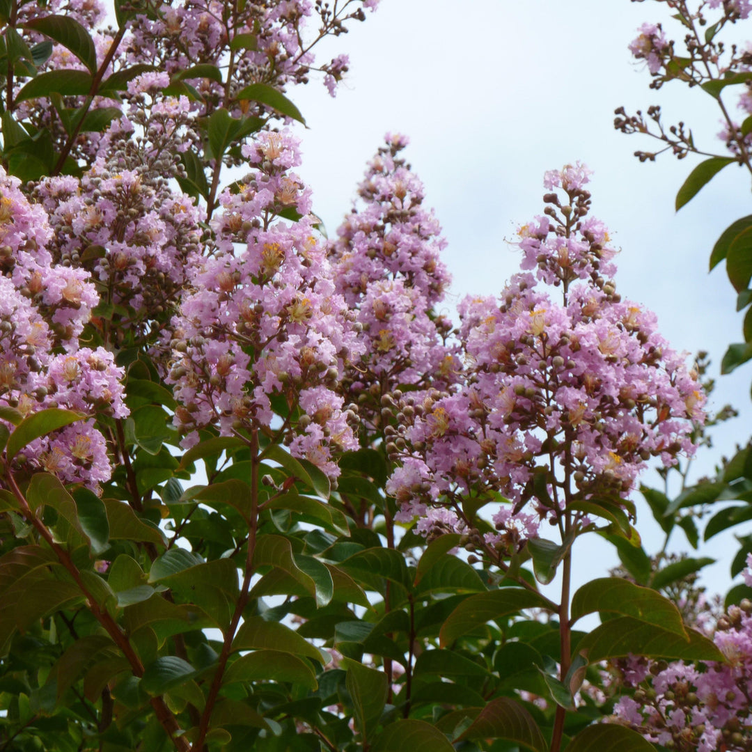 Lagerstroemia indica x fauriei 'Lipan' ~ Lipan Crape Myrtle