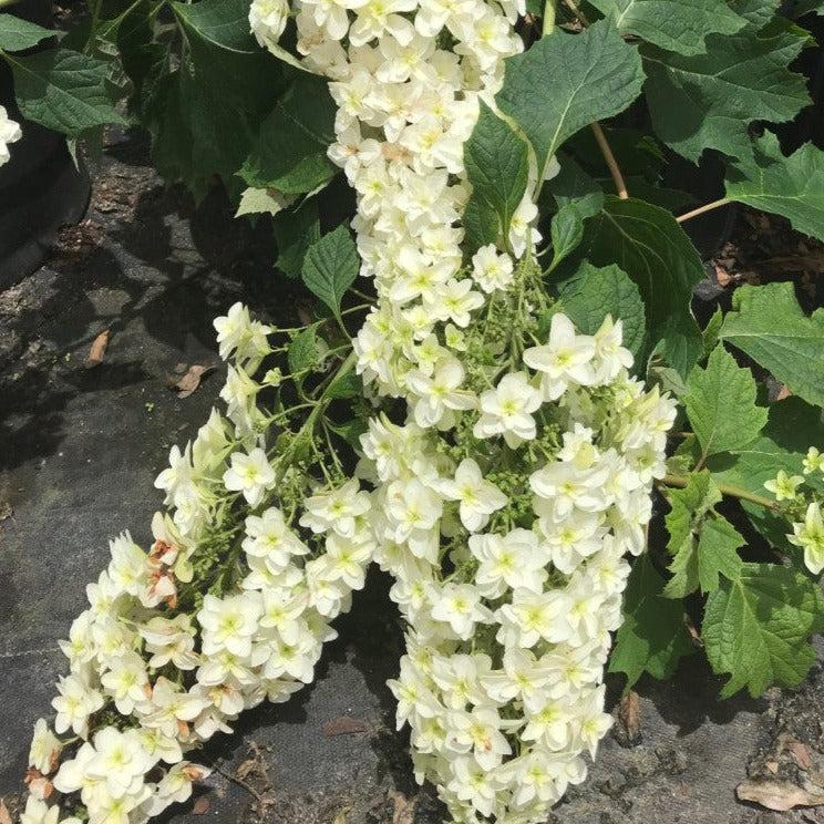 Hydrangea quercifolia 'Snowcicle' ~ Snowcicle Hydrangea