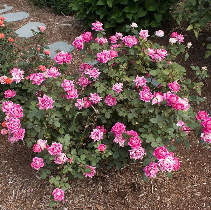 Rosa 'Radtkopink' PP 18,507 ~ Rosa doble rosa Knock Out®