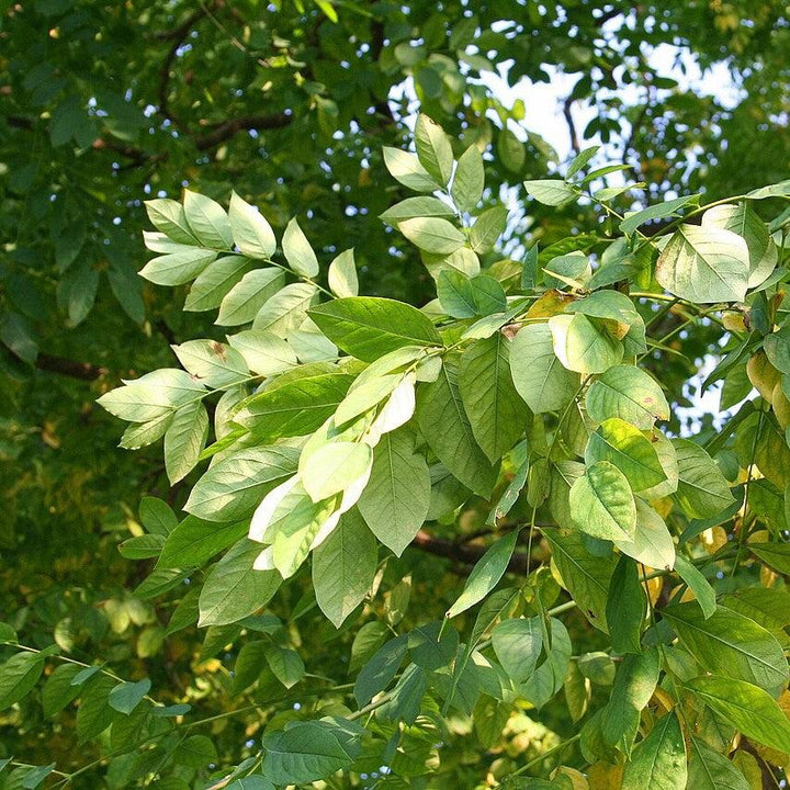 Gymnocladus dioicus ~ Kentucky Coffeetree