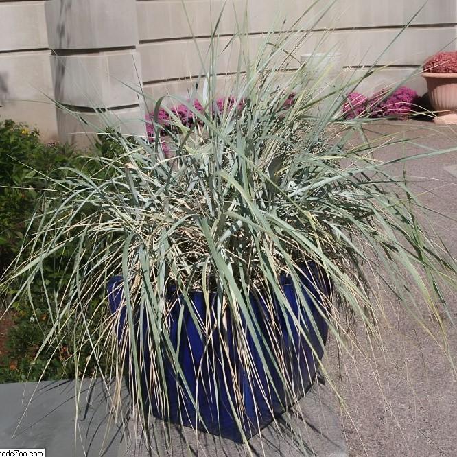 Elymus arenarius 'Blue Dune' ~ Blue Dune Lyme Grass