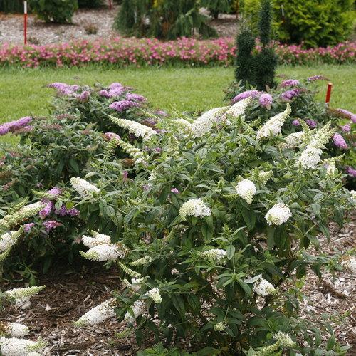 Buddleia x 'SMNBDW' PP 28,795 ~ Arbusto de mariposa Pugster White®