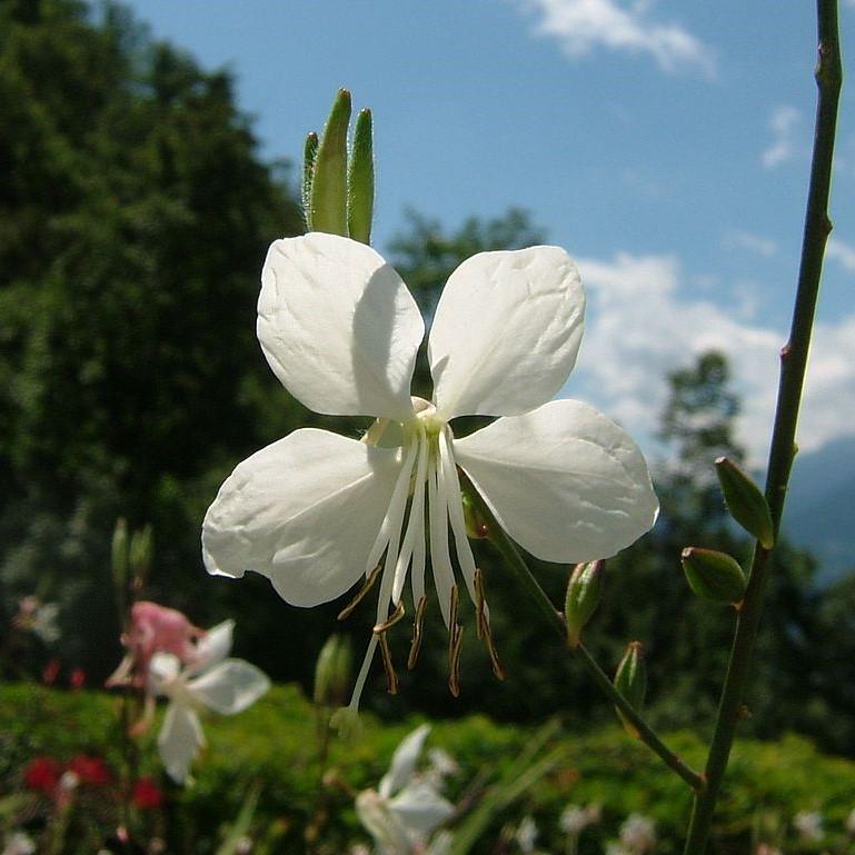 Gaura lindheimeri 'So White' ~ So White Gaura