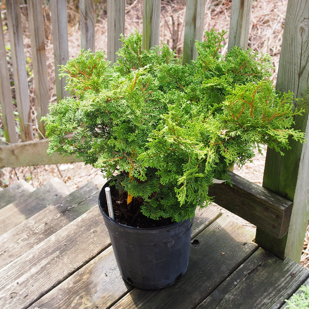 Chamaecyparis obtusa 'Templehof' ~ Templehof False Cypress