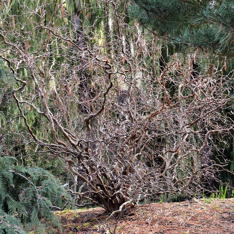 Corylus avellana 'Red Dragon' ~ Red Dragon Filbert