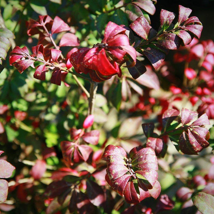 Euonymus alatus 'Compactus' ~ Zarza ardiente enana