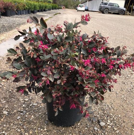 Loropetalum chinense 'Ruby' ~ Ruby Fringe Flower