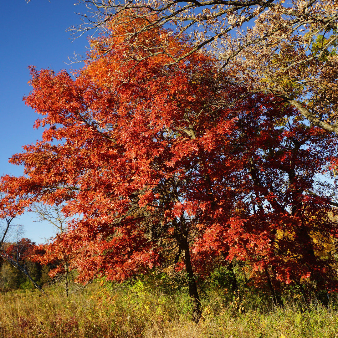 Quercus rubra ~ Northern Red Oak