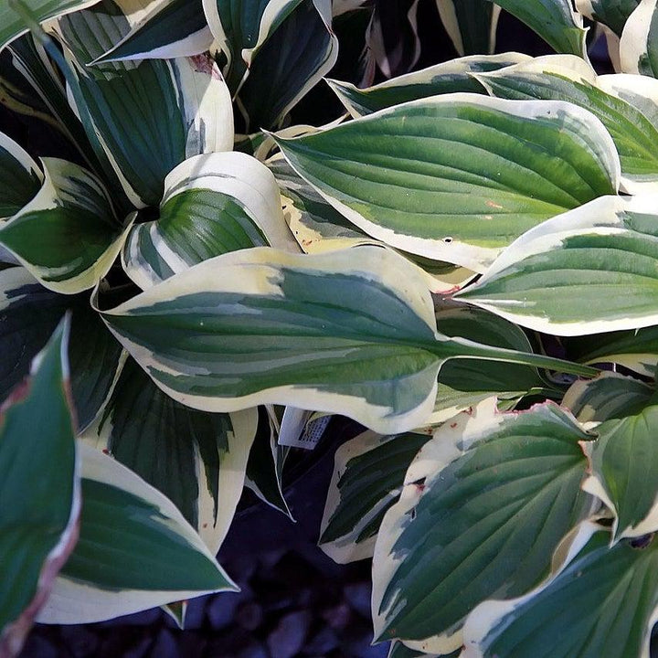 Hosta 'Patriot' ~ Patriot Hosta