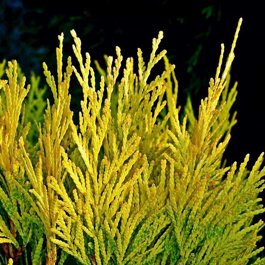 Thuja plicata '4EVER' ~ Forever Goldy® Arborvitae