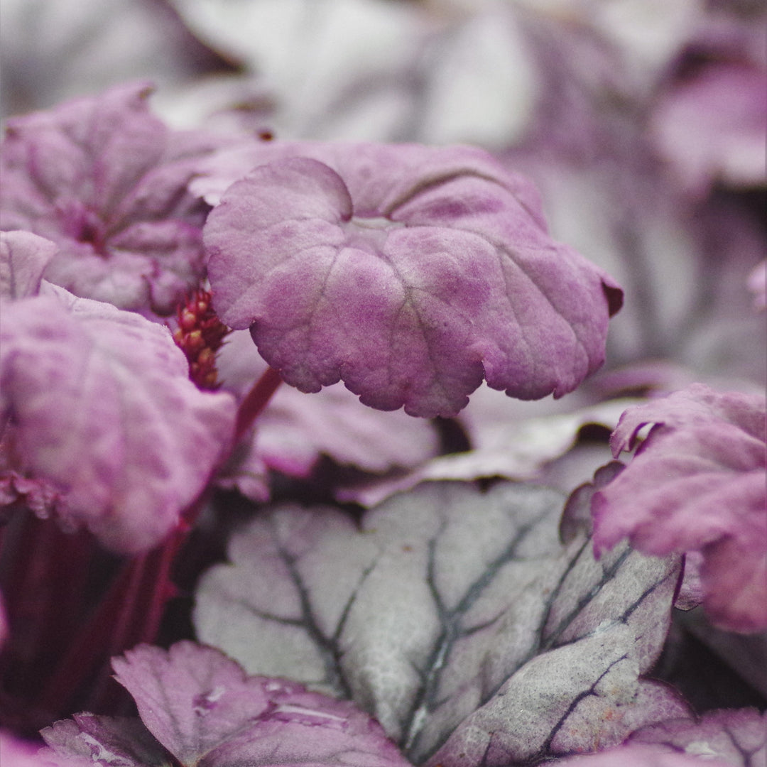 Heuchera ‘Sugar Plum’ ~ Sugar Plum Coral Bells