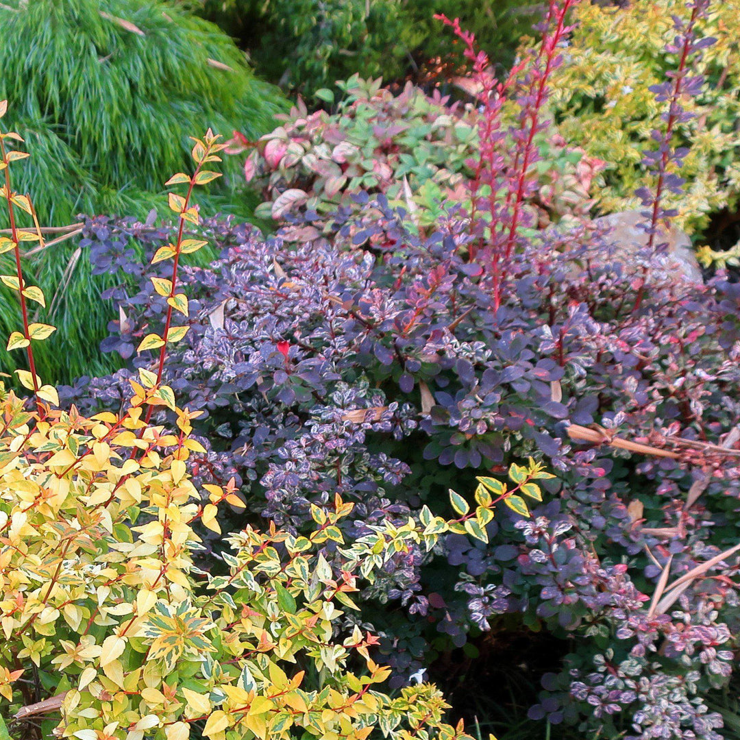 Berberis thunbergii 'Rose Glow' ~ Agracejo Rose Glow