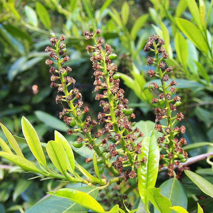 Prunus laurocerasus 'Schipkaensis' ~ Skip Laurel de la costa oeste, Schipkaensis