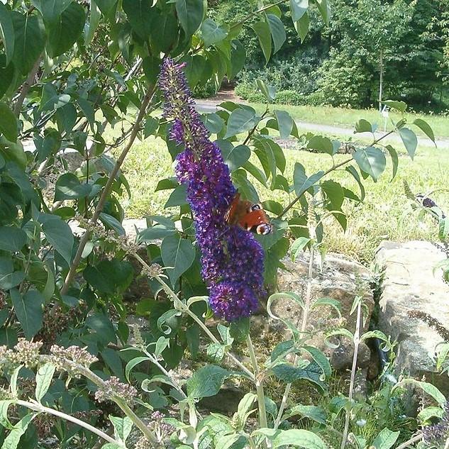 Buddleia 'Caballero Negro' ~ Arbusto Mariposa Caballero Negro