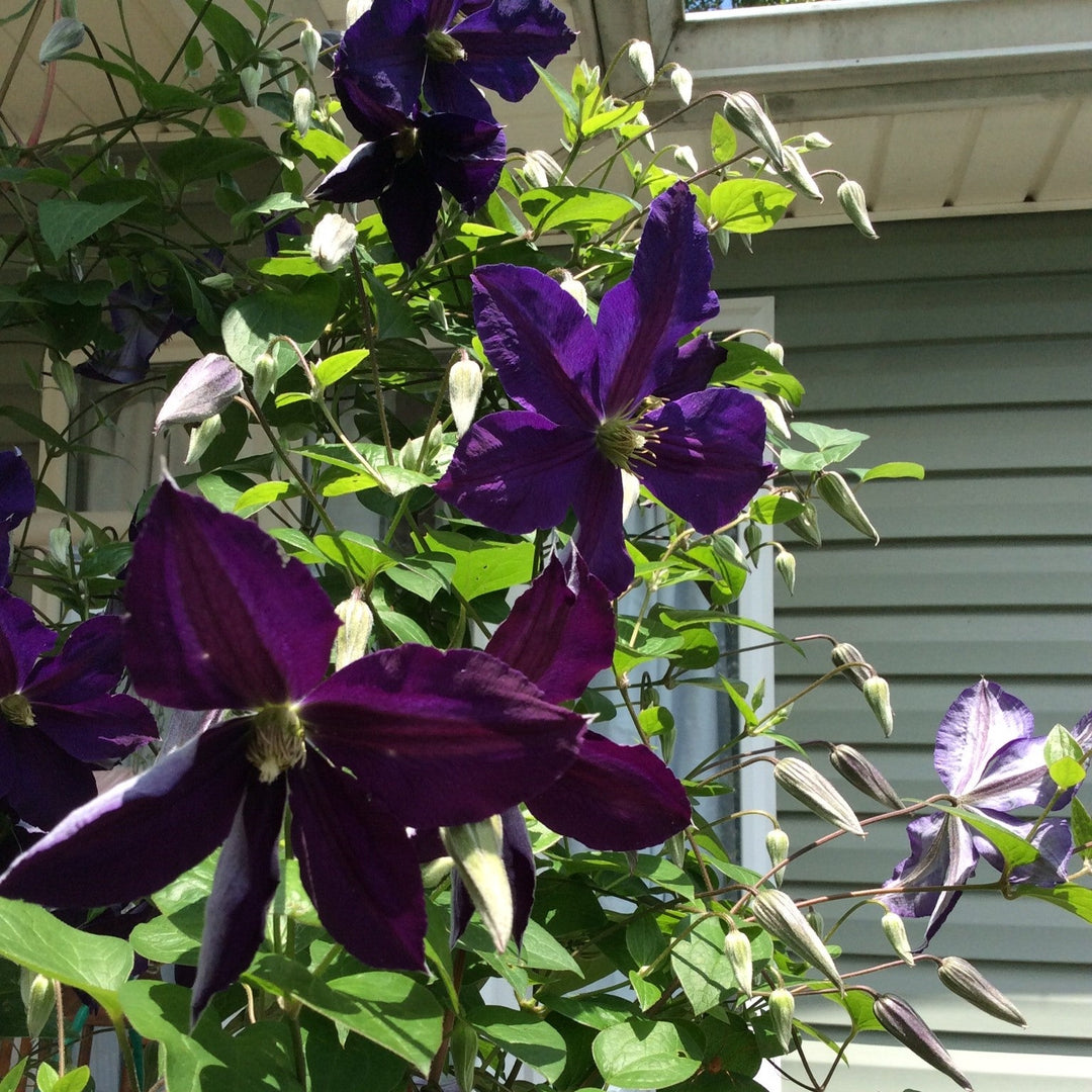 Clematis 'Jackmanii Superba' ~ Jackmanii Superba Clematis