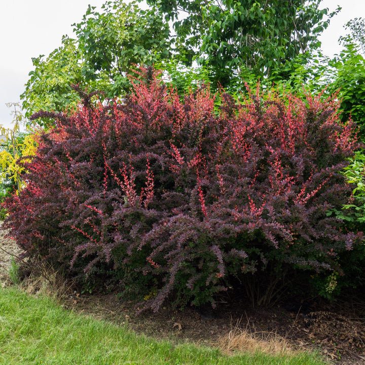 Berberis thunbergii 'Rose Glow' ~ Rose Glow Barberry