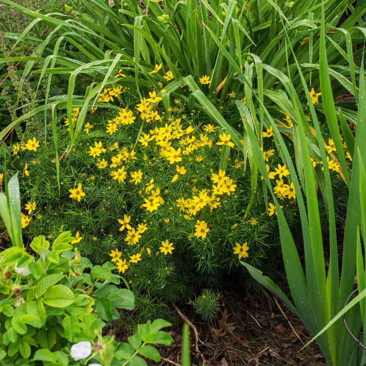 Coreopsis verticillata 'Zagreb' ~ Zagreb Threadleaf Tickseed