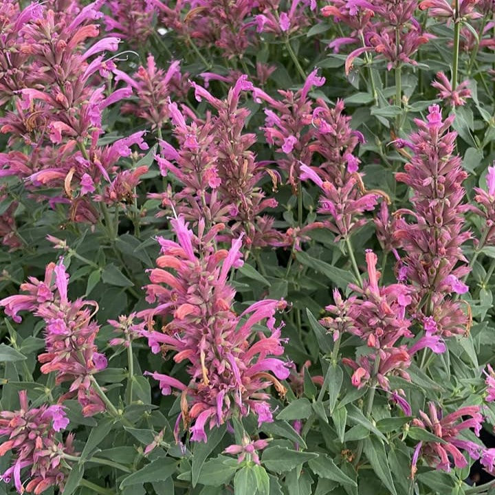 Agastache x 'Rosie Posie' ~ Rosie Posie Agastache
