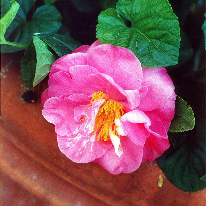 Camellia sasanqua 'Rose of Autumn' ~ Rose of Autumn Camellia