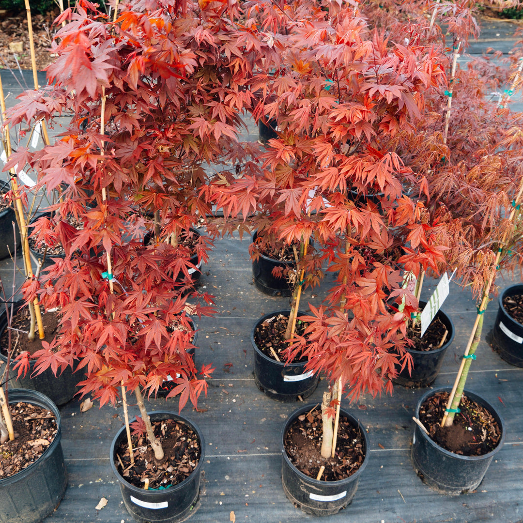 Acer palmatum var. dissectum 'Tamukeyama' ~ Tamukeyama Japanese Maple