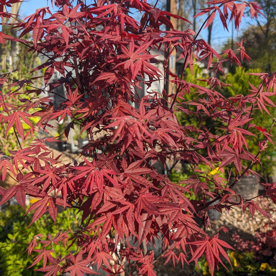 Acer palmatum 'Bloodgood' ~ Japanese Maple 'Bloodgood'