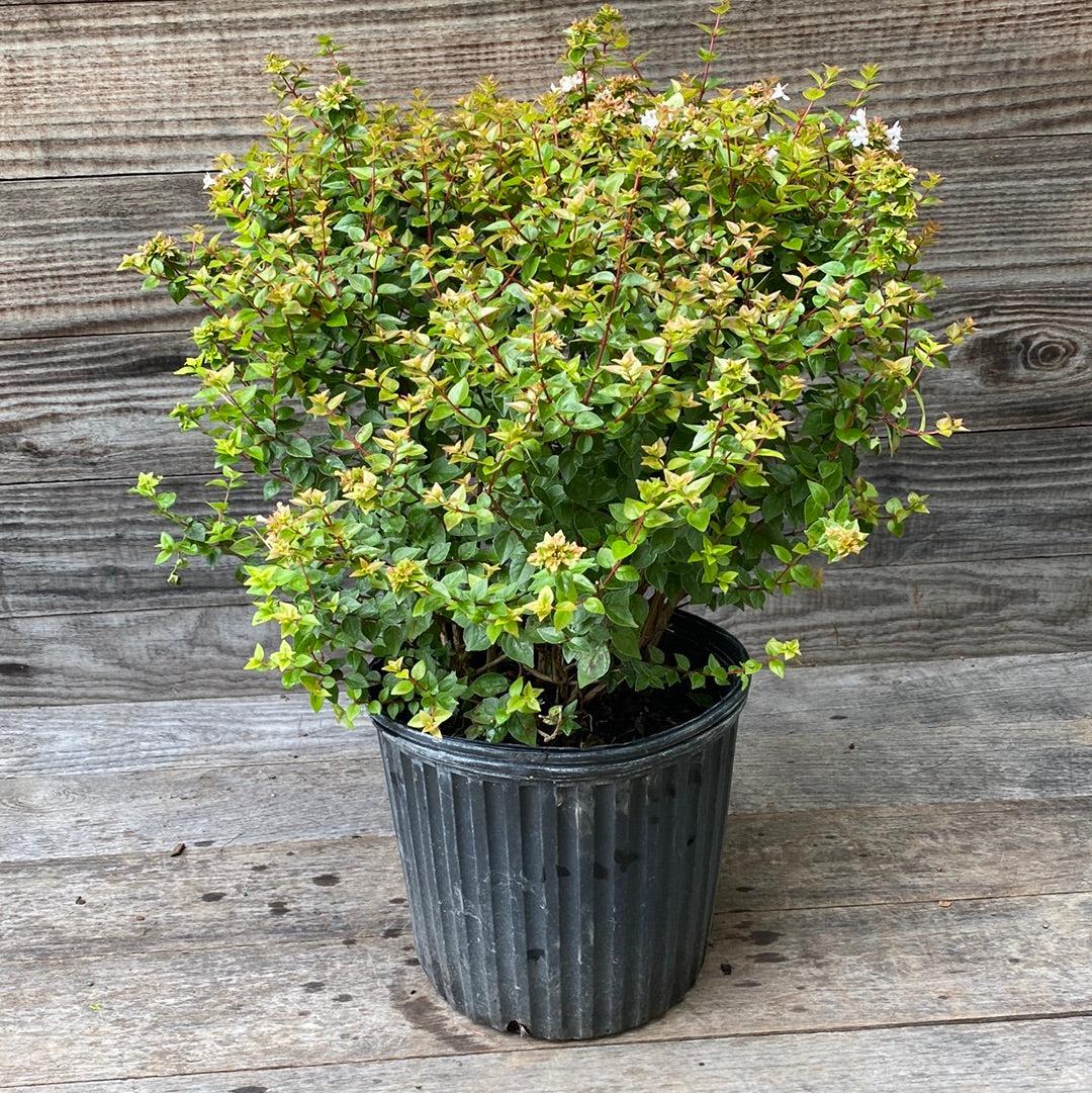 Abelia x chinensis 'Rose Creek' ~ Rose Creek Abelia