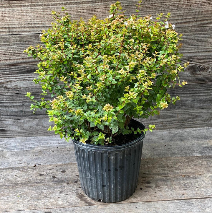 Abelia x chinensis 'Rose Creek' ~ Rose Creek Abelia 