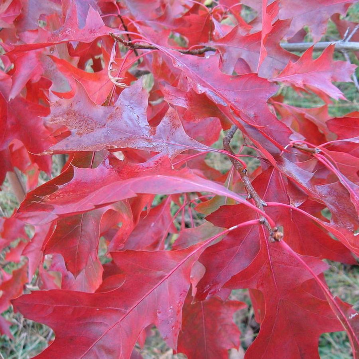 Quercus coccinea ~ Scarlet Oak